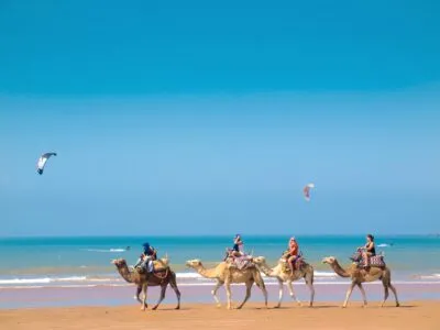 Kamelen op het strand