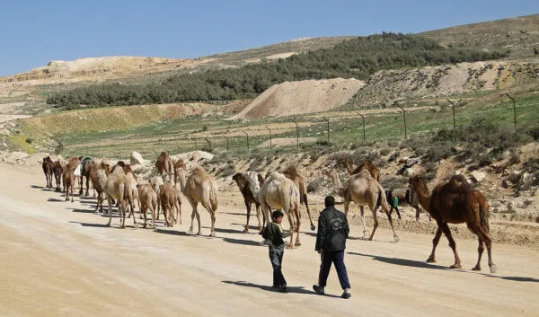 Kamelen met mensen in Jordanië