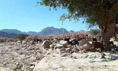 Geiten in het natuurpark Dana Jordanië