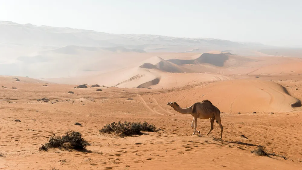 Kameel in Wahabi Sands Oman