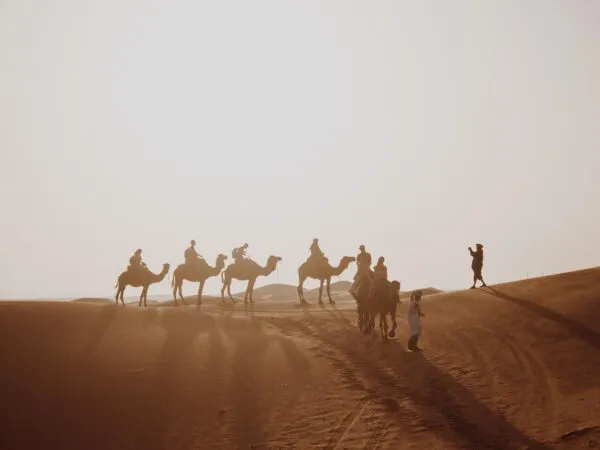 Kamelen In De Woestijn Bij Merzouga Marokko