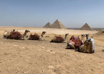 Kamelen voor de piramides van Gizeh