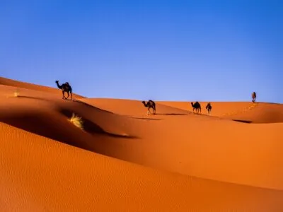 Kamelen in de Saharawoestijn in Marokko