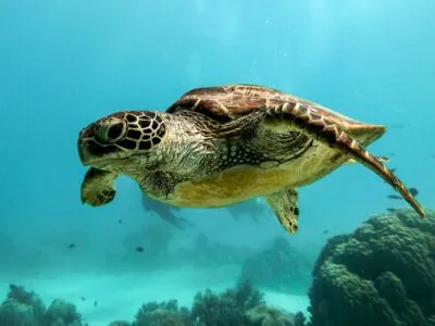 Zeeschildpad bij Daymaniyat Island in Oman