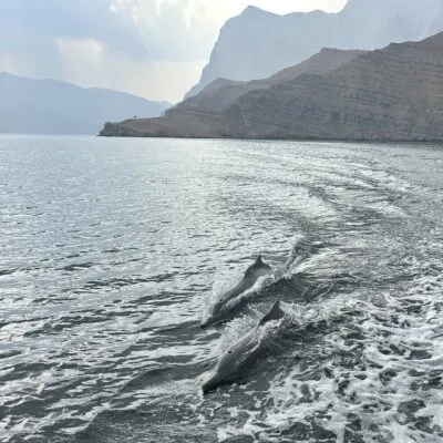 Dolfijnen in Musandam Oman
