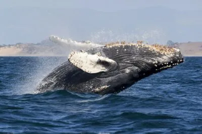 Een bultrug in Salalah Oman