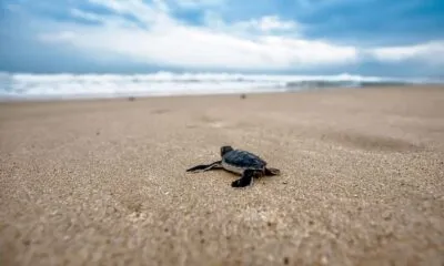 Schildpad op het strand in Oman