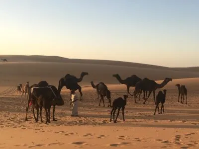 Zwarte kampelen in Empty Quarter