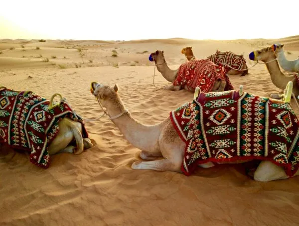 Kamelen in de woestijn van Dubai
