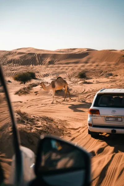 Een auto in de woestijn van Ras al-Khaimah die rijdt langs een dromedaris