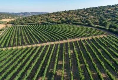 Wijnhuis Sphera in het Judeagebergte in Israël
