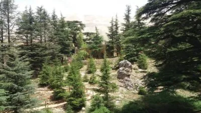 Cederbomen in Libanon