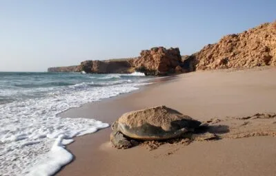 Schildpad onderweg naar de zee vanaf Ras al-Jinz