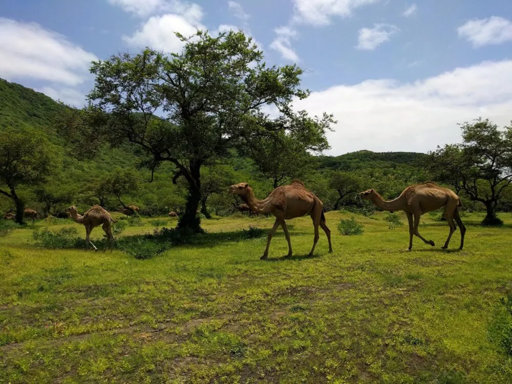 Kamelen in Wadi Darbat in Oman