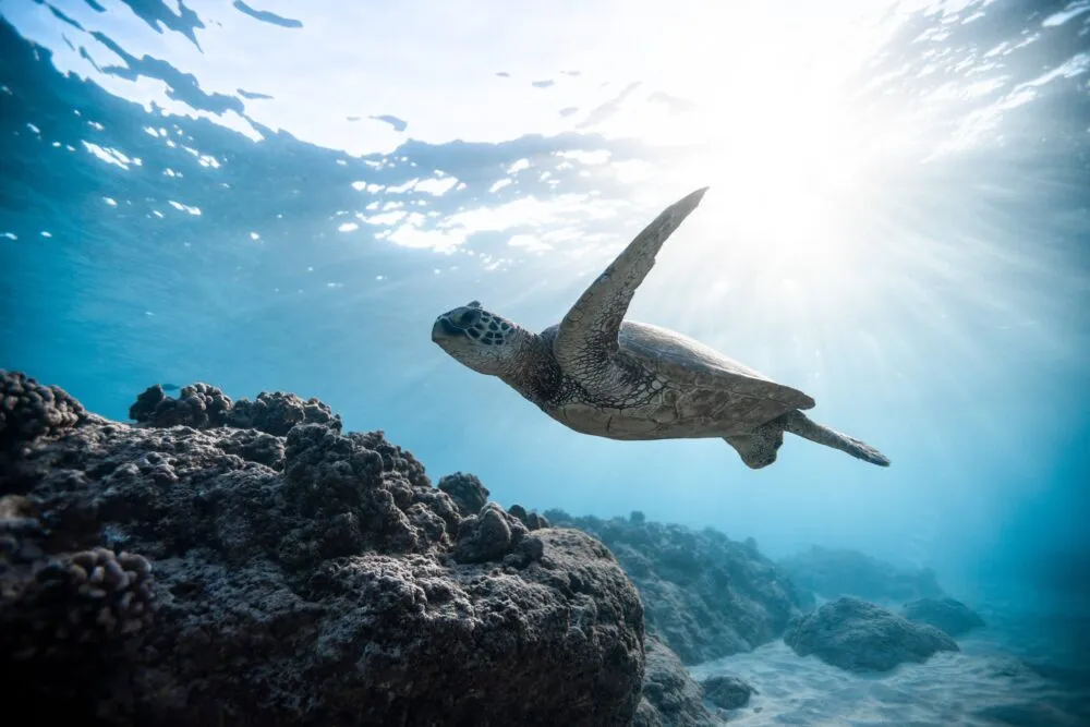 zeeschildpad zwemend bij koraal