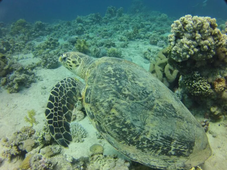 Duiken in Aqaba