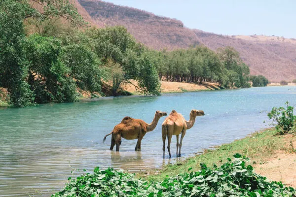 Oman Kamelen Rivier