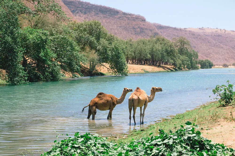 Oman Kamelen Rivier